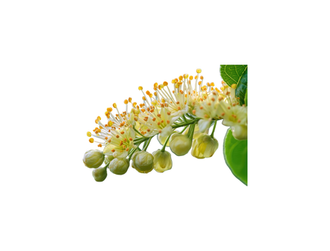 LITSEA CUBEBA OIL*