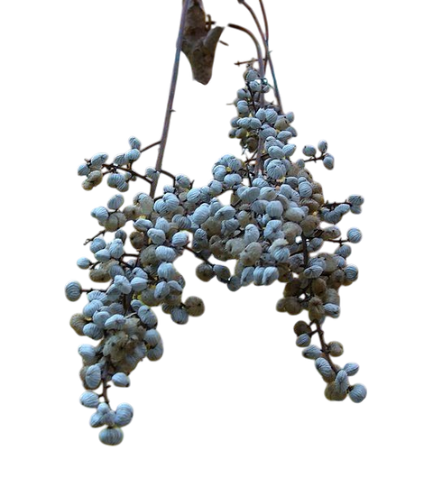 BERRY WAX